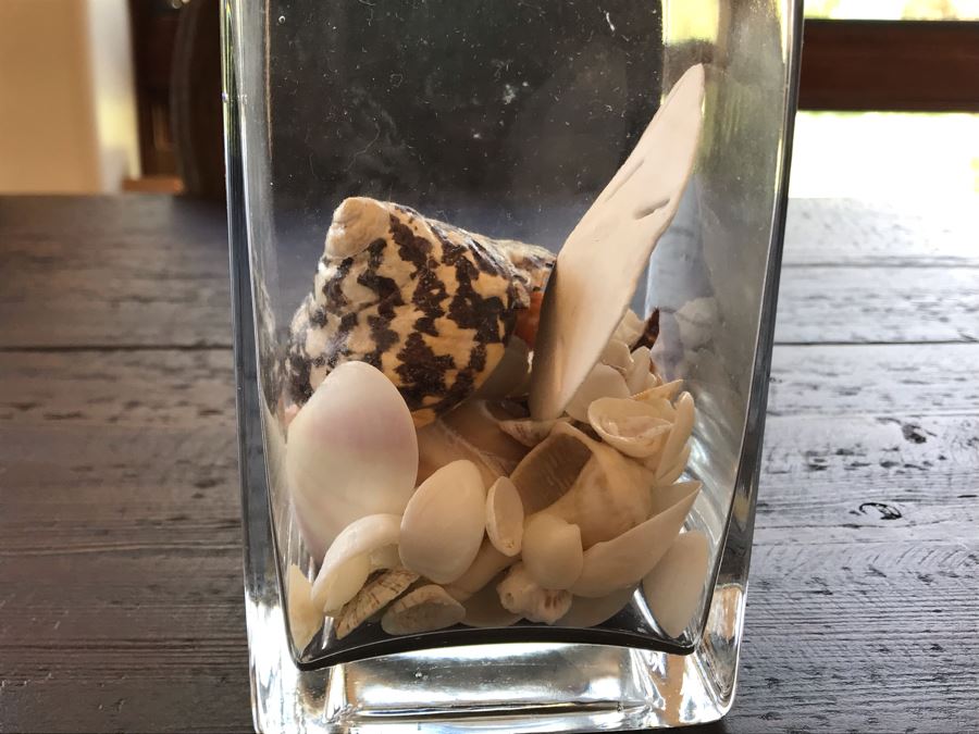 Glass Vase With Various Organic Seashells 4W X 6H [Photo 7]