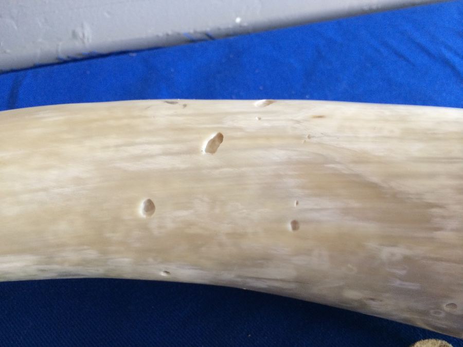 Powder Horn [Photo 3]