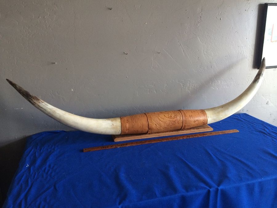 Mounted Wall 5' 2' Horns Longhorn Steer Horn with Hooks and Tooled Leather [Photo 1]