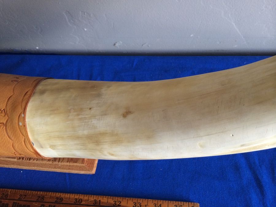 Mounted Wall 5' 2' Horns Longhorn Steer Horn with Hooks and Tooled Leather [Photo 7]