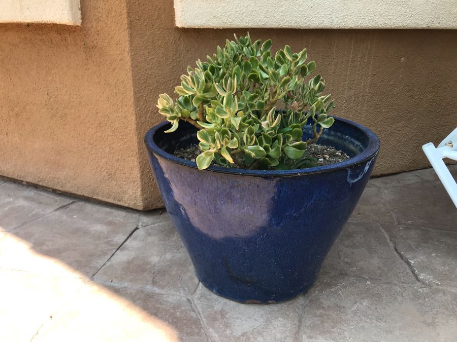 Large Potted Plant In Blue Glazed Pot 19W