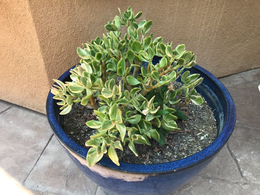 Large Potted Plant In Blue Glazed Pot 19W [Photo 2]