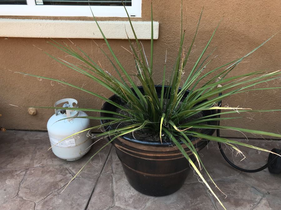 Large Potted Plant 28W [Photo 2]