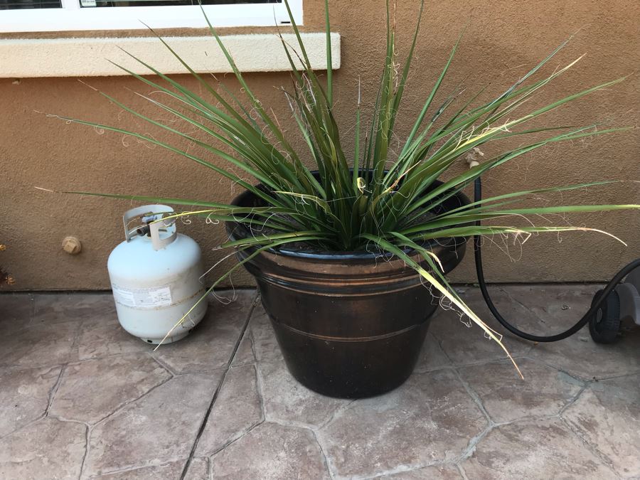 Large Potted Plant 28W [Photo 1]