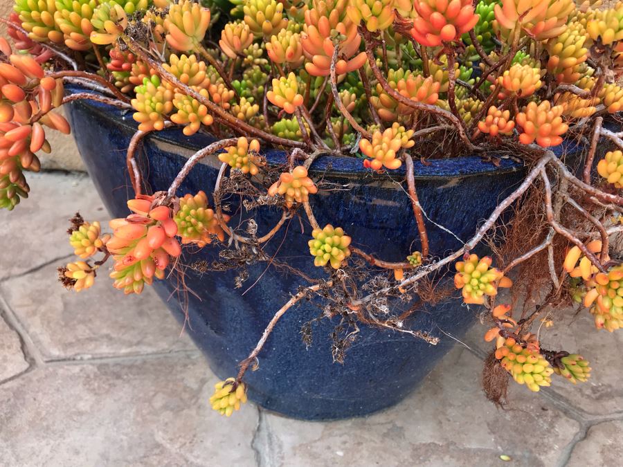 Large Potted Plant In Blue Glazed Pot 20W [Photo 3]