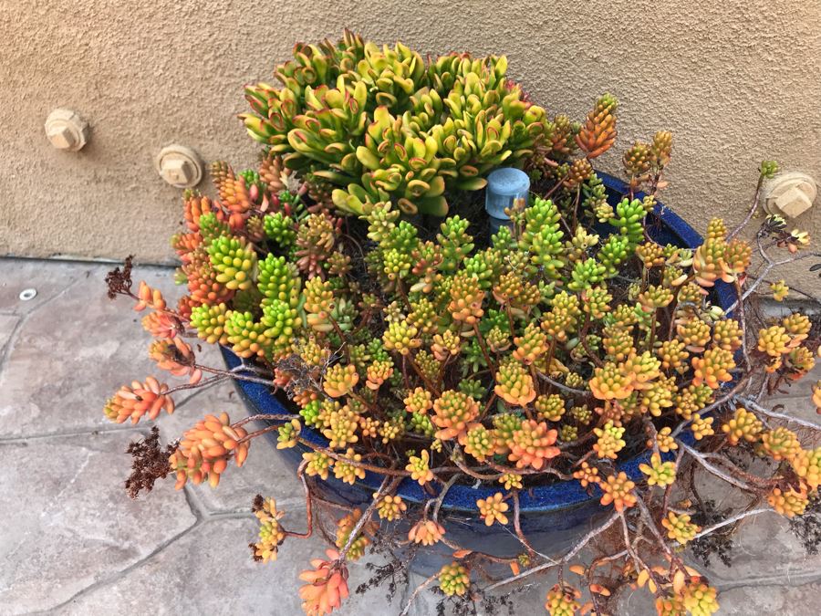 Large Potted Plant In Blue Glazed Pot 20W [Photo 2]