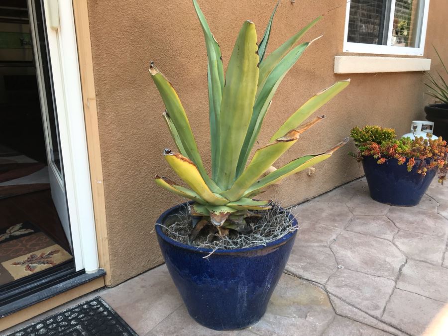 Large Potted Plant In Blue Glazed Pot 20W