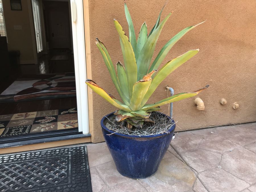 Large Potted Plant In Blue Glazed Pot 20W [Photo 2]