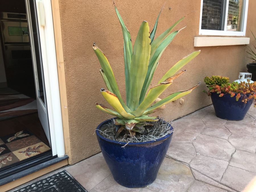 Large Potted Plant In Blue Glazed Pot 20W [Photo 3]