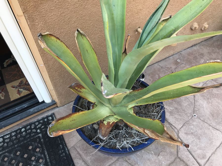 Large Potted Plant In Blue Glazed Pot 20W [Photo 4]