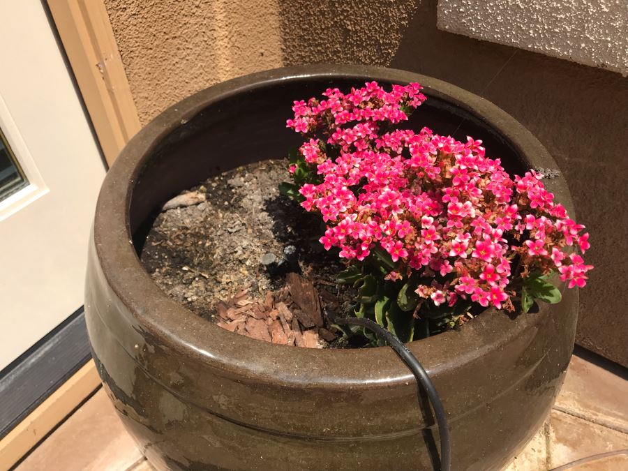 Large Potted Plant In Glazed Pot 24W X 22H [Photo 3]