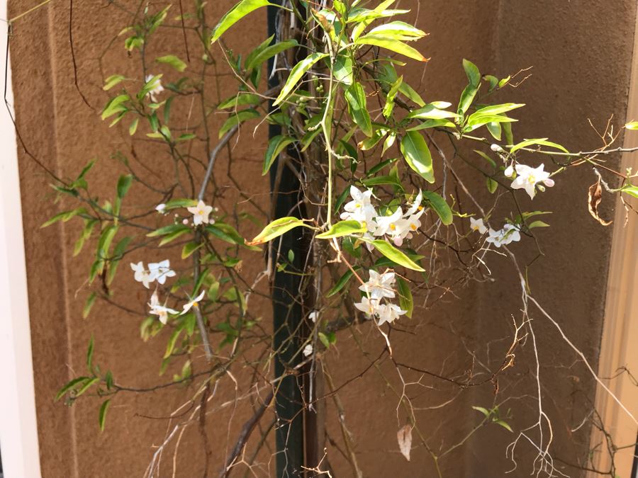 Large Potted Plant In Glazed Pot 24W X 22H [Photo 3]