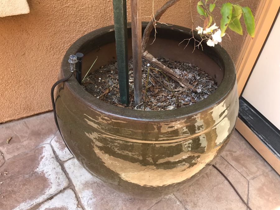 Large Potted Plant In Glazed Pot 24W X 22H [Photo 4]