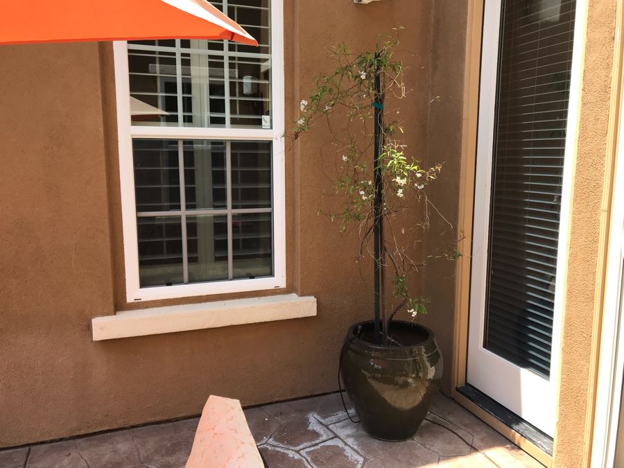 Large Potted Plant In Glazed Pot 24W X 22H [Photo 2]