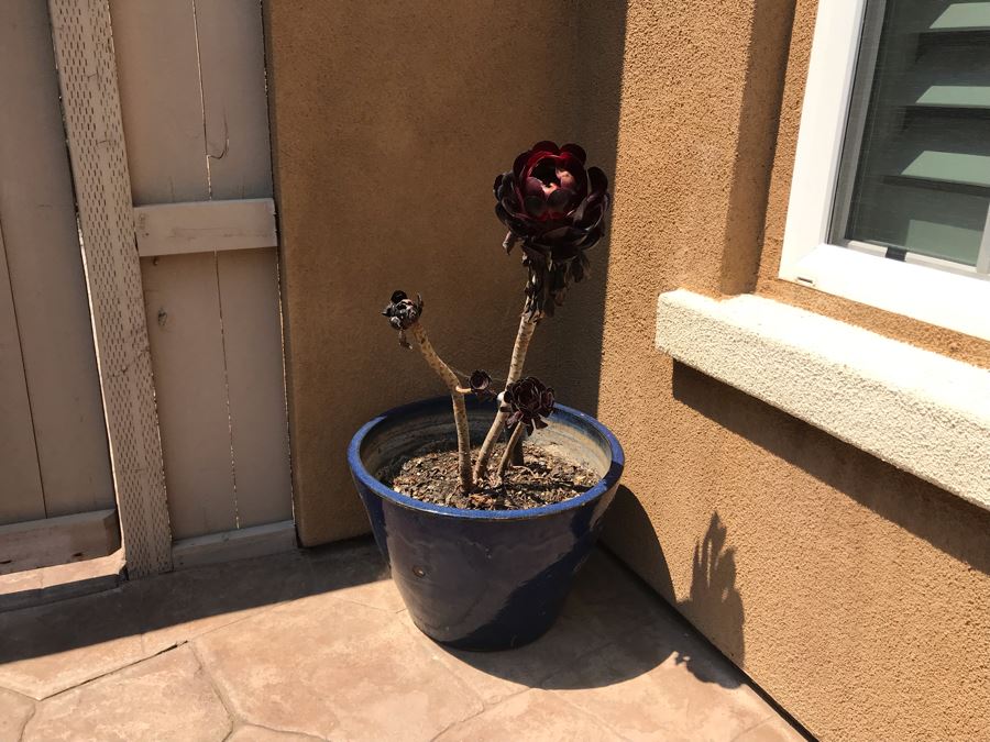 Large Potted Plant In Blue Glazed Pot 20W [Photo 2]