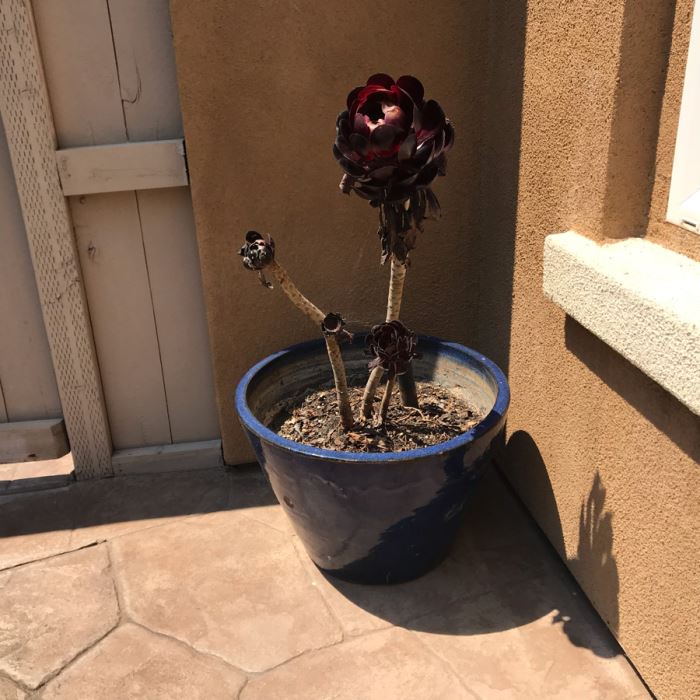 Large Potted Plant In Blue Glazed Pot 20W [Photo 3]