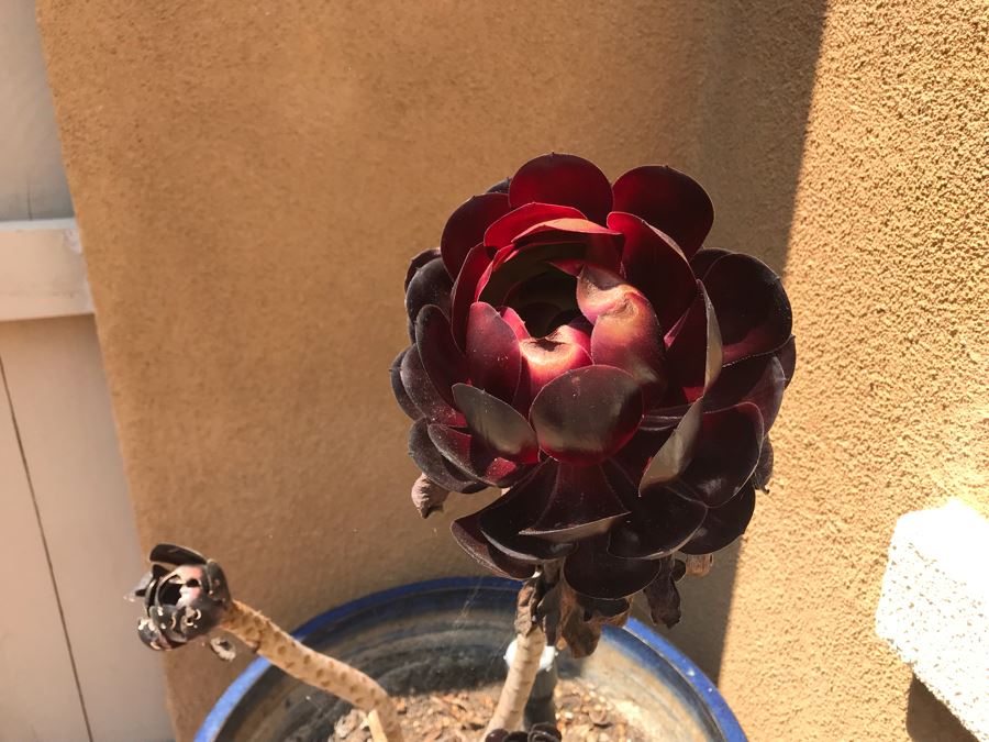 Large Potted Plant In Blue Glazed Pot 20W [Photo 4]