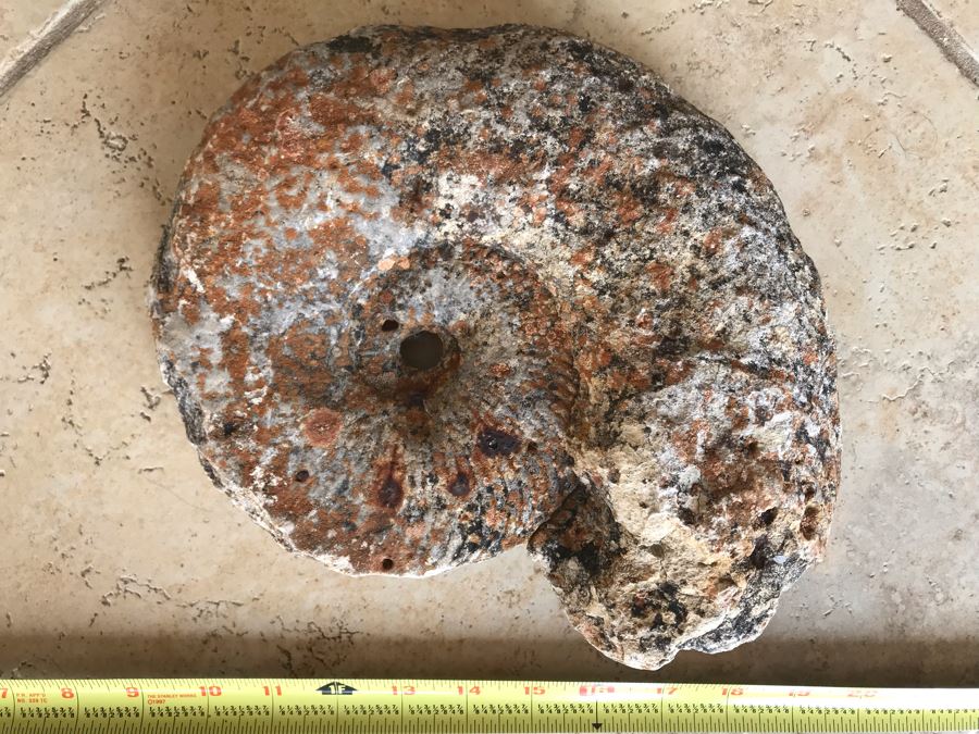 Extinct Ammonite Fossil Millions Of Years Old Geologic History 11 X 10 [Photo 3]