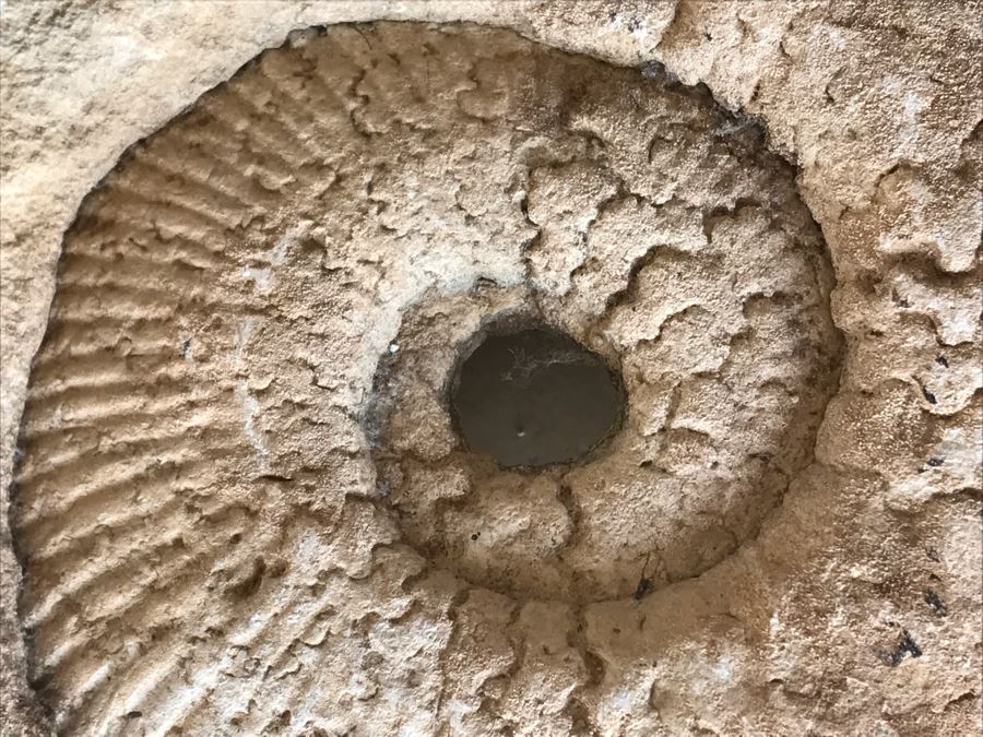 Extinct Ammonite Fossil Millions Of Years Old Geologic History 11 X 10 [Photo 10]