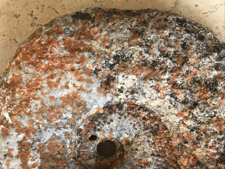 Extinct Ammonite Fossil Millions Of Years Old Geologic History 11 X 10 [Photo 5]