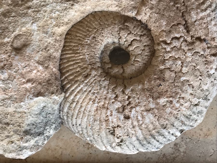 Extinct Ammonite Fossil Millions Of Years Old Geologic History 11 X 10 [Photo 7]