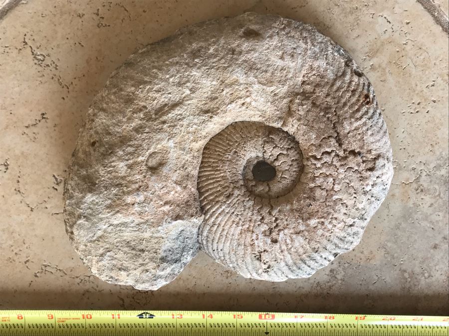 Extinct Ammonite Fossil Millions Of Years Old Geologic History 11 X 10 [Photo 2]
