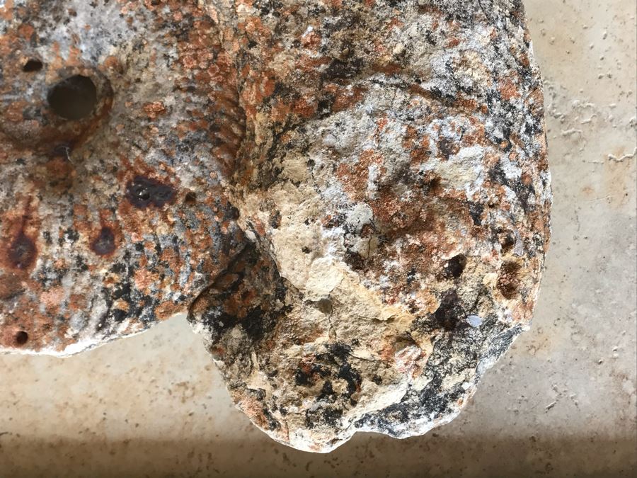 Extinct Ammonite Fossil Millions Of Years Old Geologic History 11 X 10 [Photo 6]