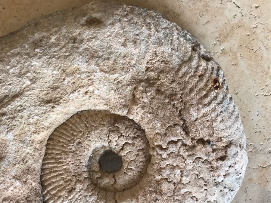 Extinct Ammonite Fossil Millions Of Years Old Geologic History 11 X 10 [Photo 9]