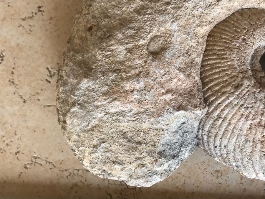 Extinct Ammonite Fossil Millions Of Years Old Geologic History 11 X 10 [Photo 8]