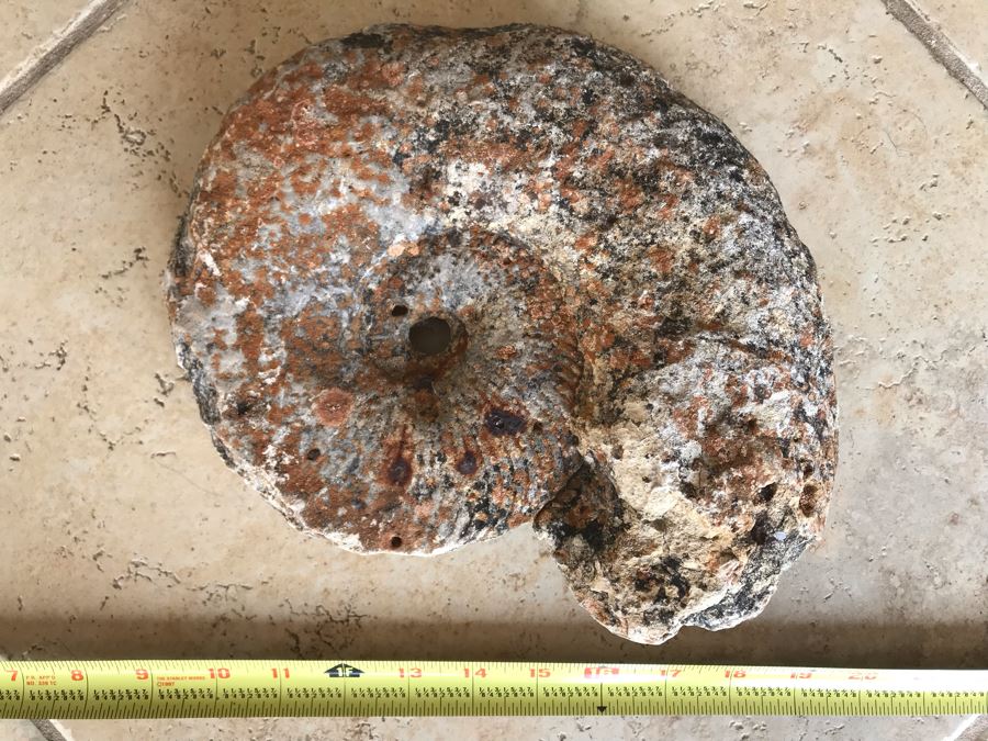 Extinct Ammonite Fossil Millions Of Years Old Geologic History 11 X 10 [Photo 1]