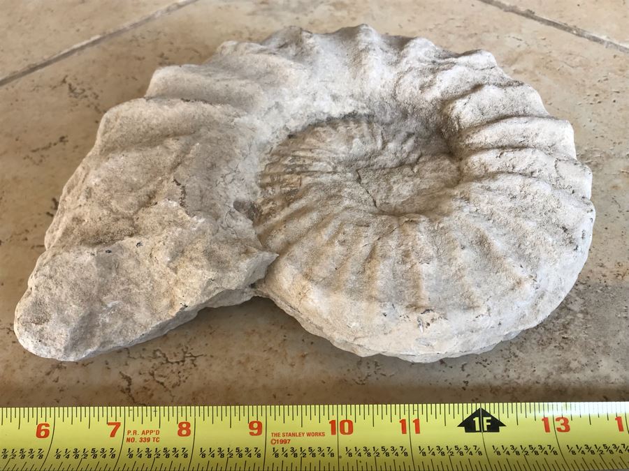 Extinct Ammonite Fossil Millions Of Years Old Geologic History 10 X 7 [Photo 5]