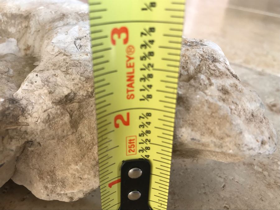 Extinct Ammonite Fossil Millions Of Years Old Geologic History 10 X 7 [Photo 10]