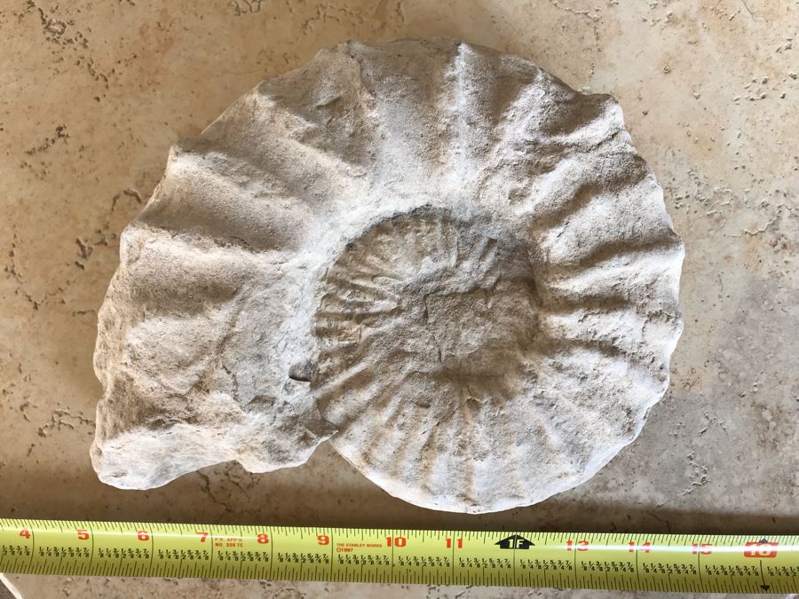 Extinct Ammonite Fossil Millions Of Years Old Geologic History 10 X 7 [Photo 2]