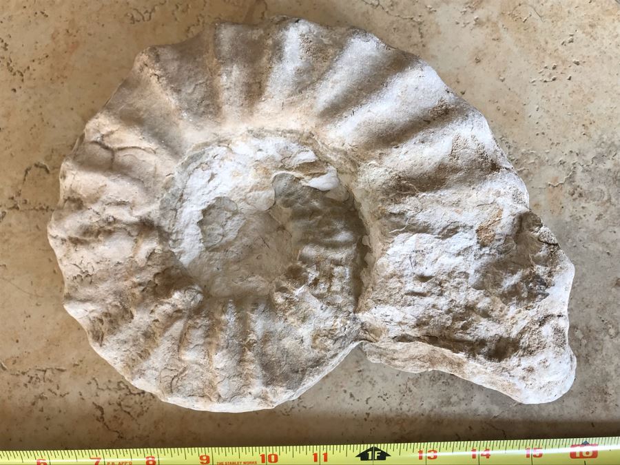 Extinct Ammonite Fossil Millions Of Years Old Geologic History 10 X 7 [Photo 6]