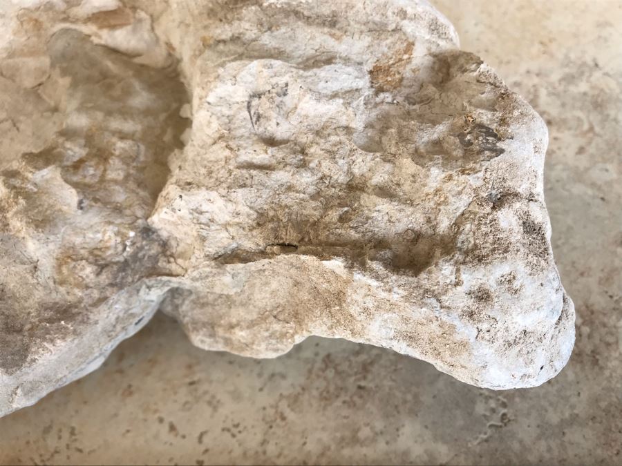 Extinct Ammonite Fossil Millions Of Years Old Geologic History 10 X 7 [Photo 7]