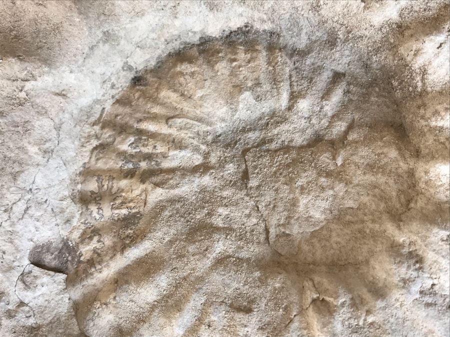 Extinct Ammonite Fossil Millions Of Years Old Geologic History 10 X 7 [Photo 4]