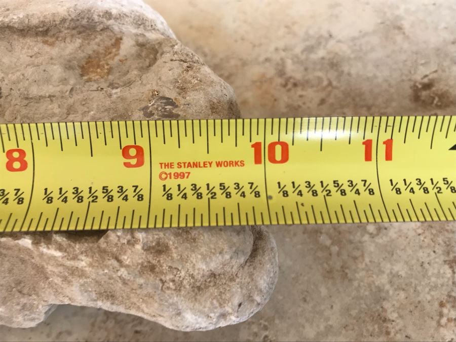 Extinct Ammonite Fossil Millions Of Years Old Geologic History 10 X 7 [Photo 8]