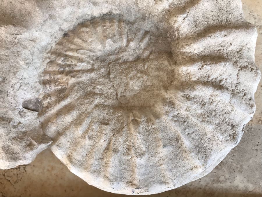 Extinct Ammonite Fossil Millions Of Years Old Geologic History 10 X 7 [Photo 3]