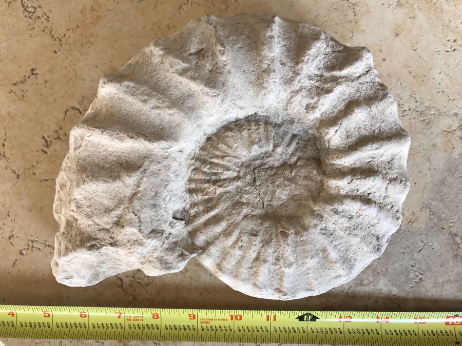 Extinct Ammonite Fossil Millions Of Years Old Geologic History 10 X 7