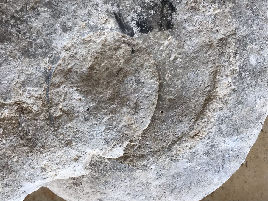 Extinct Ammonite Fossil Millions Of Years Old Geologic History 9 X 7 [Photo 3]