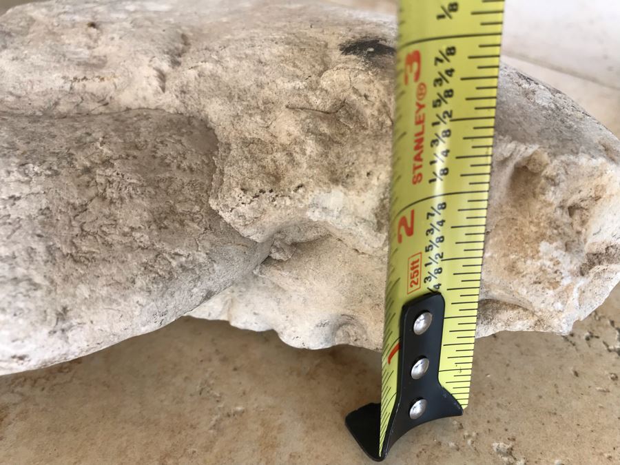 Extinct Ammonite Fossil Millions Of Years Old Geologic History 9 X 7 [Photo 10]