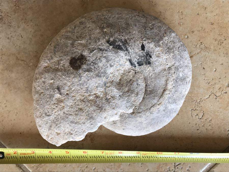 Extinct Ammonite Fossil Millions Of Years Old Geologic History 9 X 7 [Photo 2]