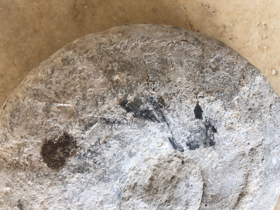 Extinct Ammonite Fossil Millions Of Years Old Geologic History 9 X 7 [Photo 5]