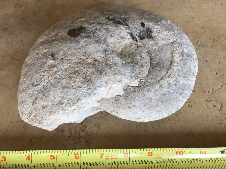 Extinct Ammonite Fossil Millions Of Years Old Geologic History 9 X 7 [Photo 4]