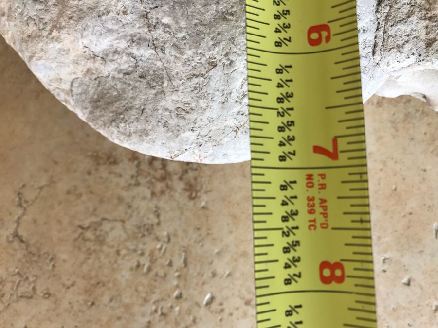 Extinct Ammonite Fossil Millions Of Years Old Geologic History 9 X 7 [Photo 9]