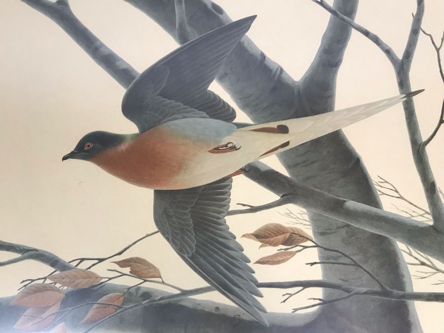 John A. Ruthven (1924-2020) Hand Signed Limited Edition Passenger Pigeon Bird Print By Wildlife Internationale, Inc 1974 Framed 24 X 21 [Photo 3]