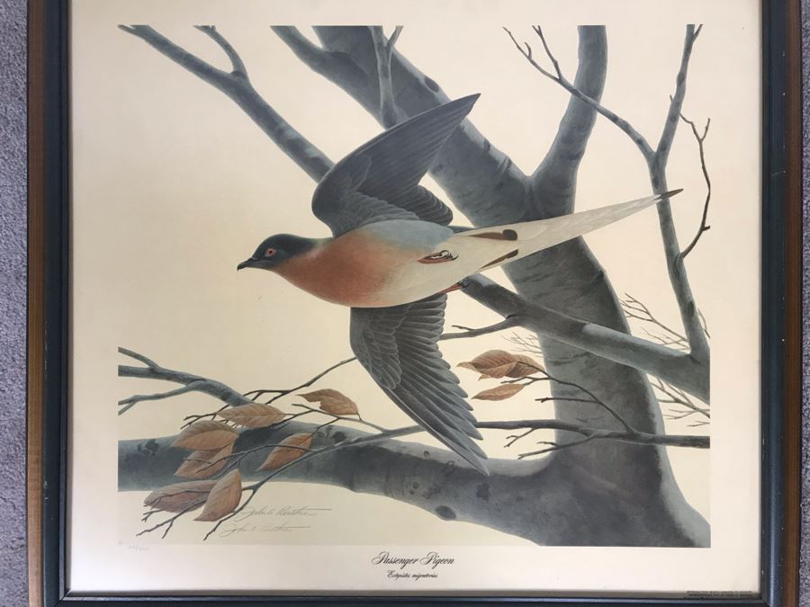 John A. Ruthven (1924-2020) Hand Signed Limited Edition Passenger Pigeon Bird Print By Wildlife Internationale, Inc 1974 Framed 24 X 21 [Photo 2]