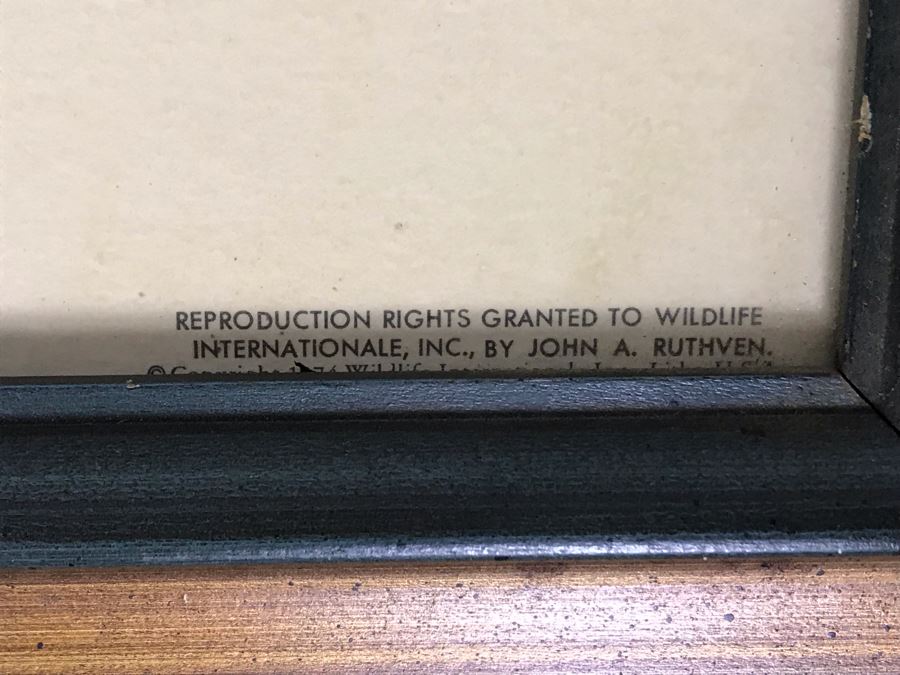 John A. Ruthven (1924-2020) Hand Signed Limited Edition Passenger Pigeon Bird Print By Wildlife Internationale, Inc 1974 Framed 24 X 21 [Photo 9]