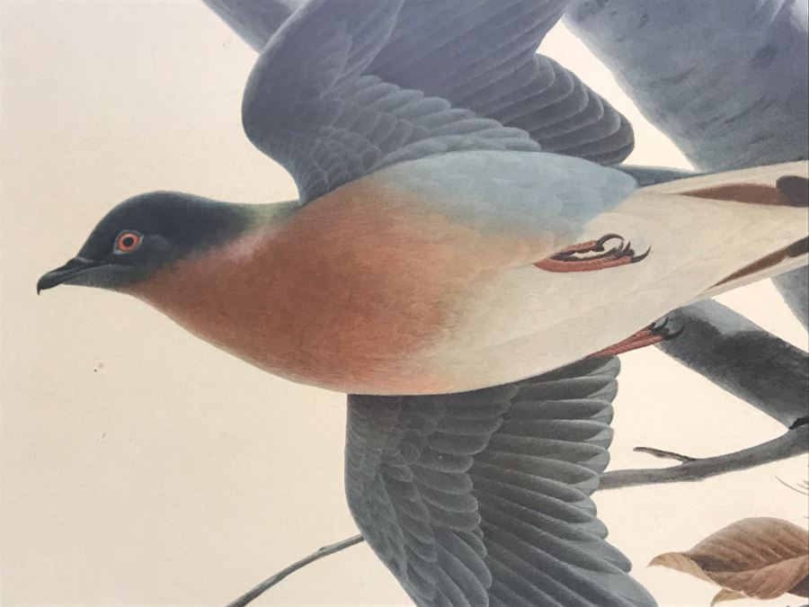 John A. Ruthven (1924-2020) Hand Signed Limited Edition Passenger Pigeon Bird Print By Wildlife Internationale, Inc 1974 Framed 24 X 21 [Photo 4]