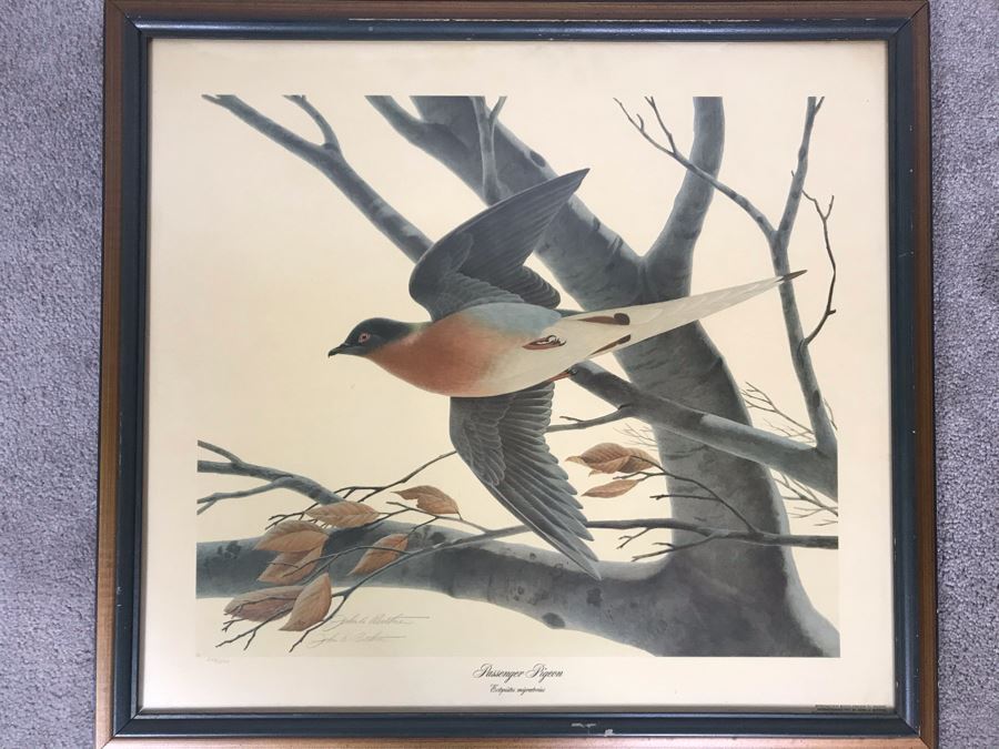 John A. Ruthven (1924-2020) Hand Signed Limited Edition Passenger Pigeon Bird Print By Wildlife Internationale, Inc 1974 Framed 24 X 21